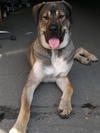 Kangalmischlings Avatar